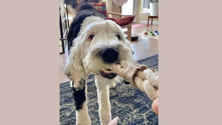 Bunny playing "Tug," her favorite game. 