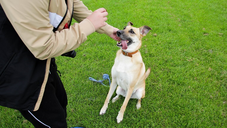 Dog's obedience training