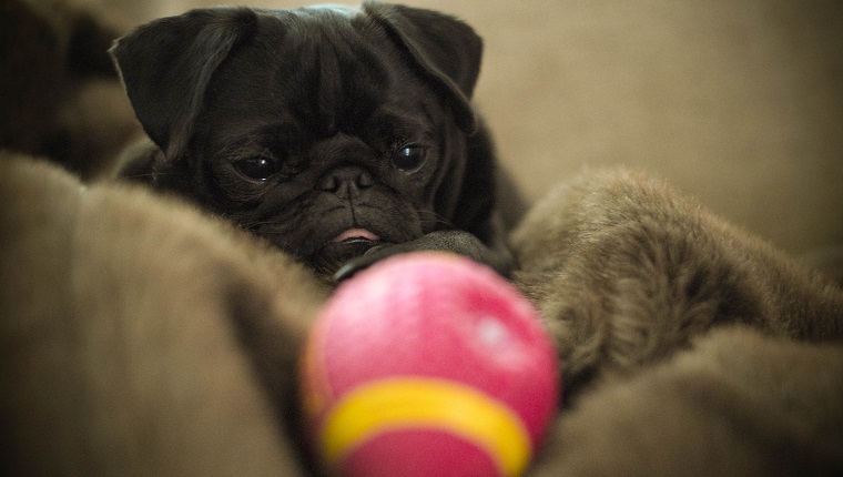 Black pug puppy dog with American football.