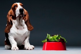 Bassett hound sat next to red bowl of lettuce.