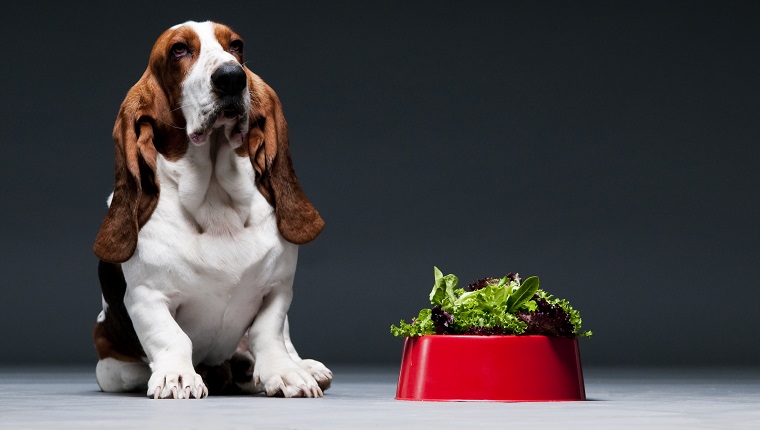 Bassett hound sat next to red bowl of lettuce.