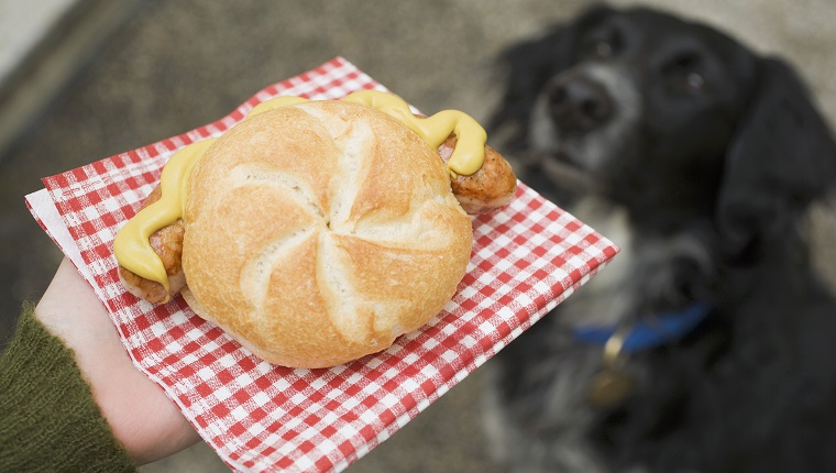 Hand holding sausage (bratwurst) in bread roll, dog in background