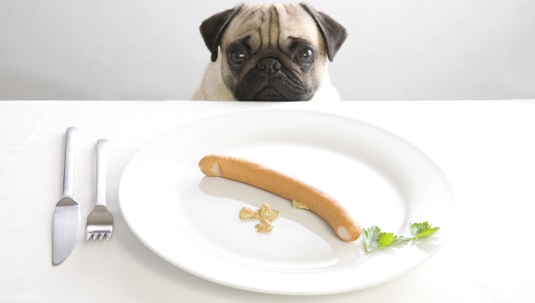 Young pug posing behind a plate with a sausage