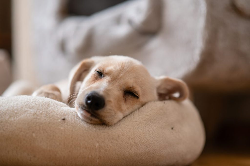 puppy sleeping on dog bed nighttime housetraining