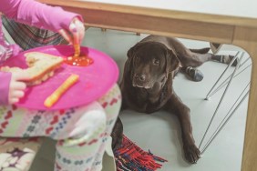 Dog under the dining table