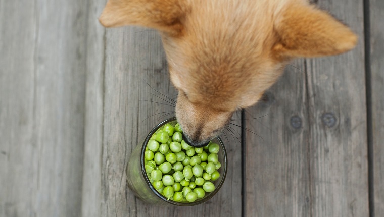 red dog eating peas on wooden floor