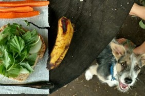 Directly Above Shot Of Dog Sitting By Table With Breakfast