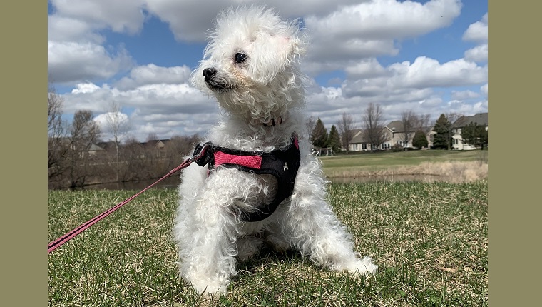 Leia with her retractable leash.