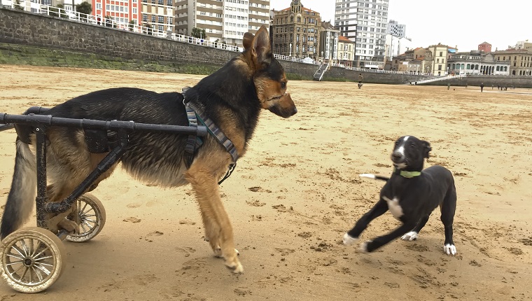 Injured dog playing on the beach