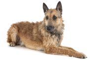 Photograph of a Belgian Laekenois in front of white studio background.