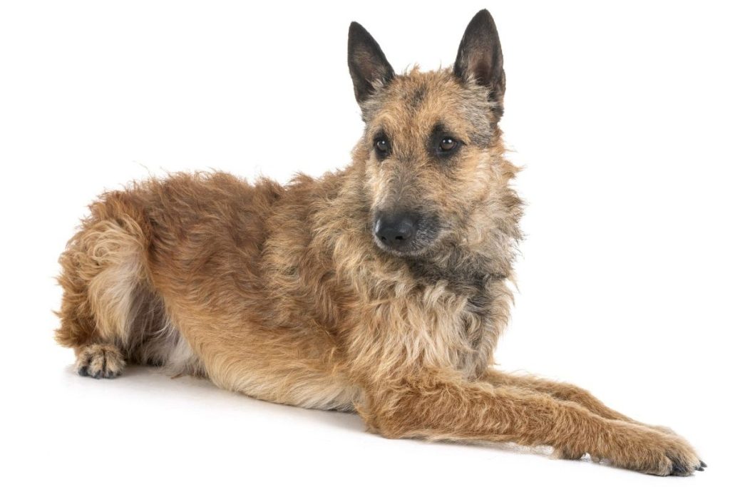 Photograph of a Belgian Laekenois in front of white studio background.