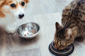 Dog and cat are eaten together in the kitchen. Close-up