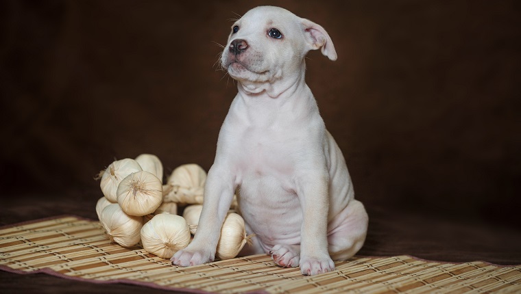 Little puppy American pit bull Terrier in Studio