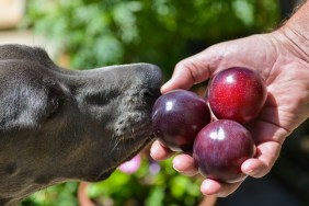 Curious dog inspecting hand holding Santa Rosa Plums