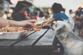 Dog so cute mixed breed with Shih-Tzu, Pomeranian and Poodle sitting at wooden table outdoor restaurant waiting to eat a prawn fried shrimp seasoning salt feed by people is a pet owner