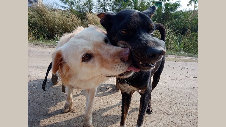 two dogs give each other licks