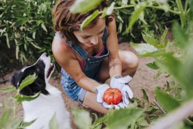 Cann dogs eat tomatoes