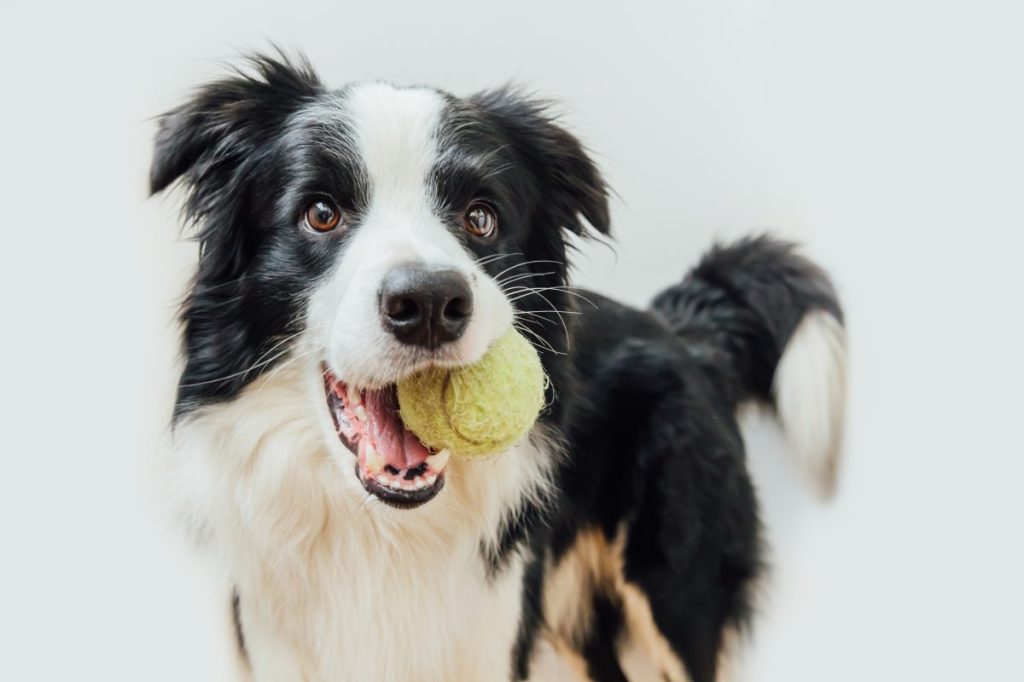 An adolescent Border Collie dog playing with tennis ball during their teenage years