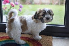 A Shih Tzu puppy working on house training waits by the door.