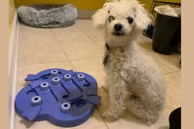 Leia with her new treat toy