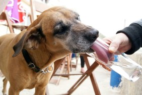 Dog Licking Water From Glass