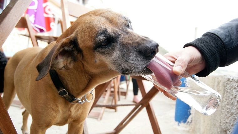 Dog Licking Water From Glass