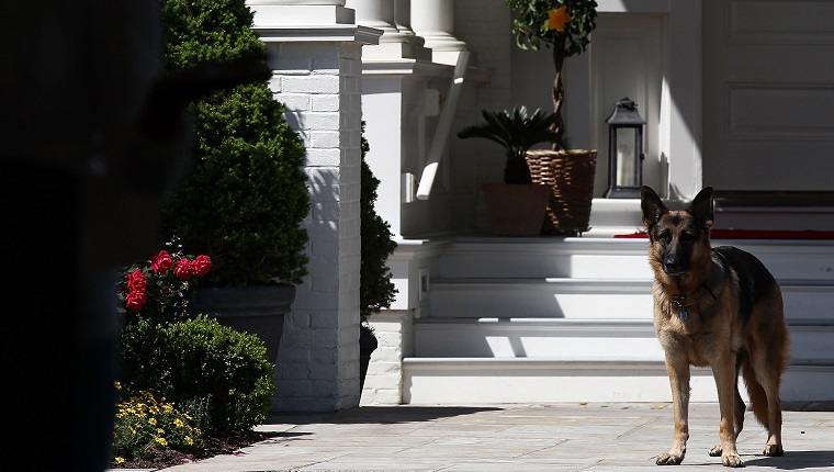 WASHINGTON, DC - MAY 10: Vice President Joe Biden's dog, Champ, stands during speechs during a Joining Forces service event at the Vice President's residence at the Naval Observatory May 10, 2012 in Washington, DC. U.S. first lady Michelle Obama and Biden joined with Congressional spouses to assemble Mother's Day packages that deployed troops have requested to be sent to their mothers and wives at home.