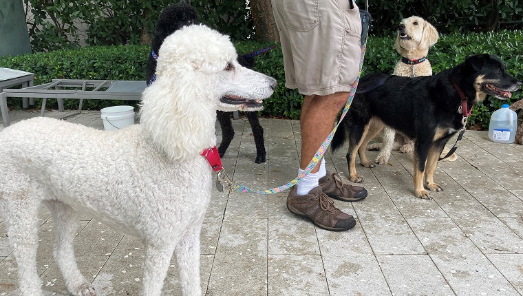 Dogs brought by volunteer Jay Harris are pictured in Surfside, Florida on June 28, 2021. - Blocks away from the wreckage of a Florida apartment tower that suddenly collapsed last week and left scores of people missing, Patrick Williamson sat with his German Shepherd, offering her company to whomever needed it. Five-year-old Gracie has helped him cope with the trauma he experienced serving in the US Army in Iraq, and with 11 people confirmed dead and 150 missing after the oceanfront apartment block collapsed in the middle of the night, he hoped she could do the same for the people of Surfside, Florida. As rescuers comb through the rubble of the 12-story building in hopes of finding survivors, aid workers from across the United States have traveled to the Miami-area town to offer everything from snacks to prayers to therapy. Among them is the United Cajun Navy rescue group, which asked its volunteers to bring therapy dogs to help people cope with the trauma of the collapse. (Photo by Chris STEIN / AFP) 