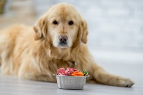 A cute golden retriever dog is laying on the floor in a kitchen. He is looking towards the camera. A bowl of food is in front of him.