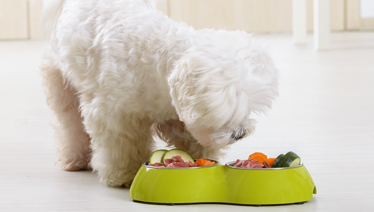 Little dog maltese eating natural, organic food from a bowl at home