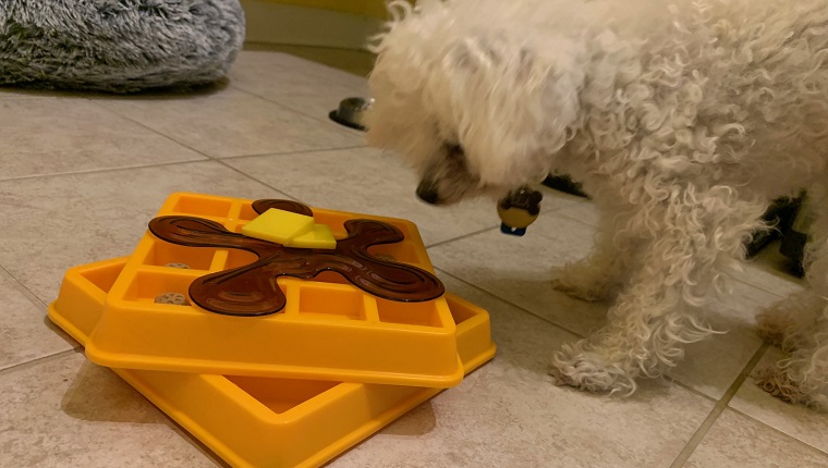 Leia examining her new puzzle treat toy