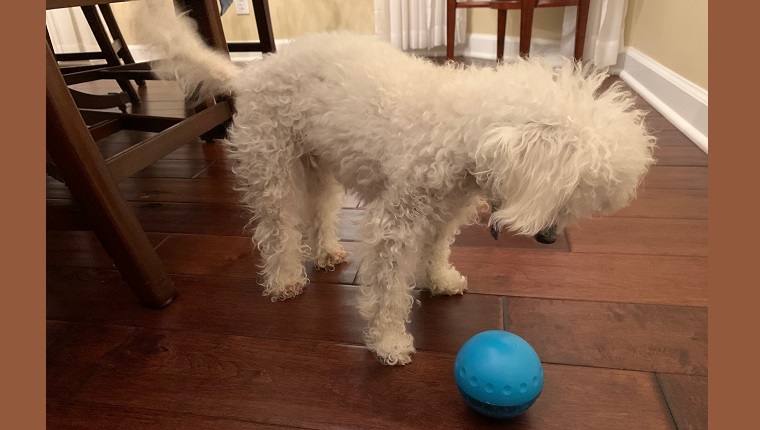 Placing the ball upside-down gets treats to spill out with even a gentle nudge 