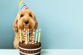 Funny dog with birthday cake and hat