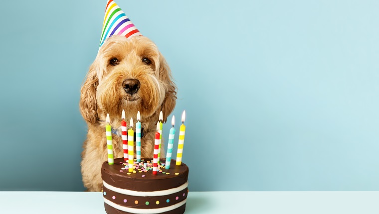 Funny dog with birthday cake and hat