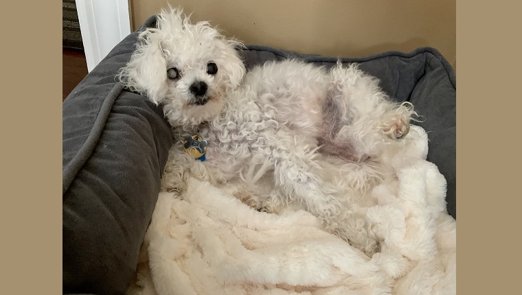 "I may act like a puppy, but I appreciate the supportive pillow sides for my senior neck." 