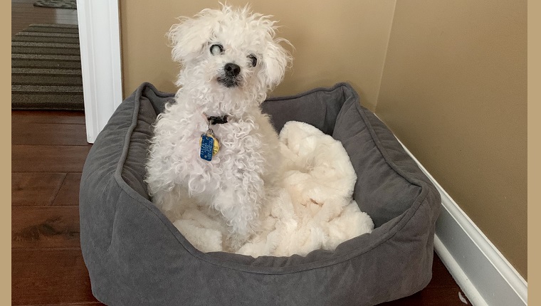 Leia is delighted with the PetFusion Calming Cuddler Dog Bed. 