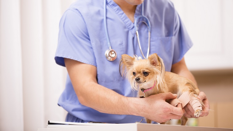 Cute Chihuahua dog gets her injured leg bandaged by a kind Latin descent doctor. Doctor's office or animal hospital.