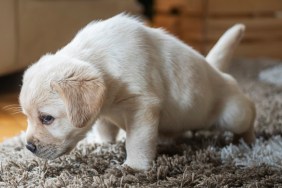 Puppies at home