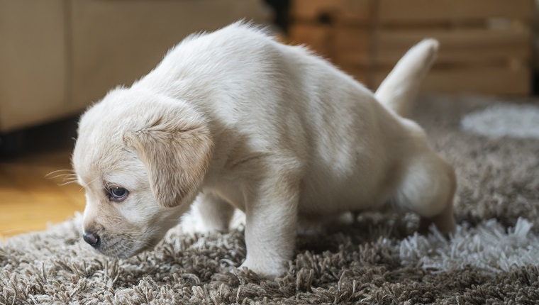 Puppies at home