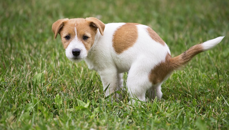 Cute Jack Russell Terrier dog puppy doing his toilet, pooping