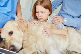 Anxious girl looking at her sick pet on medical table