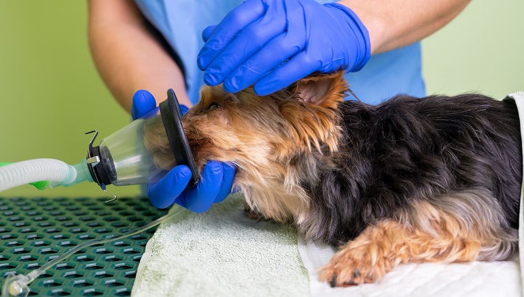 Preoxygenation technique in dog with oxygen mask. Veterinary Doctor prepares dog for anesthesia. High quality photo