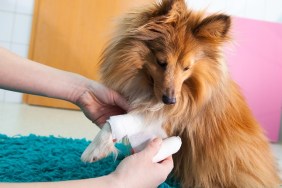 human bandage a shetland sheepdog in bathroom