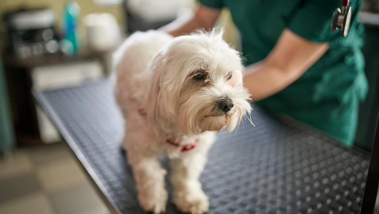 Perfect patient. A male middle aged vet making an injection for a small maltese dog holding a patient. Vet clinic