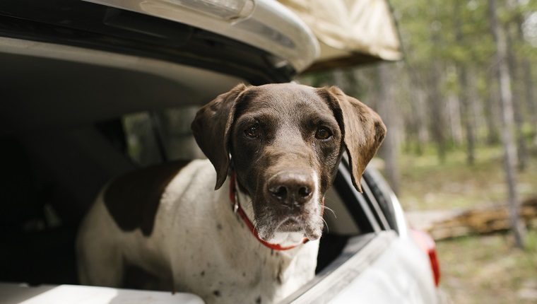 German Shorthaired Pointer in car trunk on camping, Wasatch-Cache National Forest