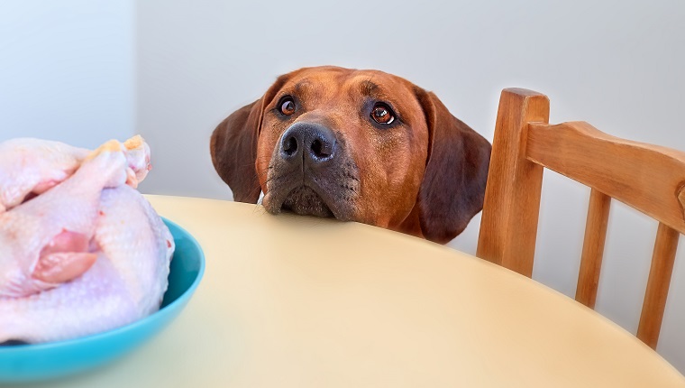 Dog sitting behind the kitchen table and looking at raw chicken meat Dog begging for food Hungry dog waiting for food