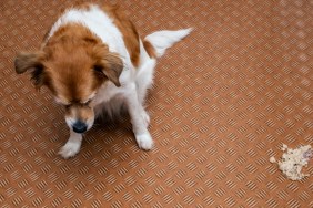 Dog vomit in the living room on the floor, sick dog vomitted to cure itself closeup