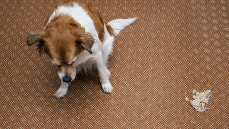 Dog vomit in the living room on the floor, sick dog vomitted to cure itself closeup