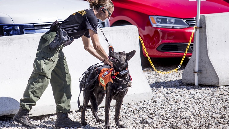 PORTLAND, ME - JUNE 16: Cpl. Michelle Merrifield of the Maine Warden Service unleashes her K-9, Piper, to help pick up the scent of Matthew Foster, 23, of Scarborough, who went missing at last weekend's Old Port Festival.