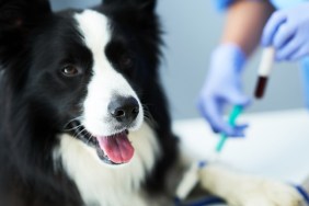 Picture of female vet examining a dog in clinic